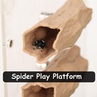 Jumping Spider Hide  Hiding Cave  Tree Wood Color
