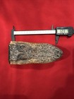 Auth Alligator Heads  6 5  5 5   Taxidermy With Bonus Ancient Fossil Tray bowl