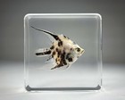 Real Fish In Resin  Freshwater Angelfish  Oddities  Pterophyllum Scalare