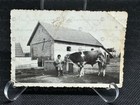 Vintage Photo 1920   s Farm Boy With Cow Rural Barn Scene Americana Snapshot