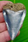 2 53     Great White Shark Tooth Real Fossil Sharks Teeth - No Restorations
