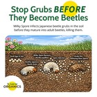 St  Gabriel Organics Milky Spore Japanese Beetle Grub Killer Powder  10oz