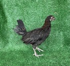 Mellsim Pure Hatching  eggs American Gamefowl   Poultry  Chicken