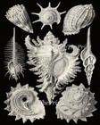 Vintage Seashell Wall Art Set Of 3 Prints Beautiful Antique Sea Shells Unframed
