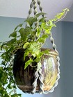 Heavyweight Handcrafted Artisanal Sage Green Macram   Plant Holder Wall Hanging