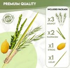 Kosher Lulav And Etrog Set From Israel morocco - Basic Set Kosher