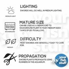 Amazon Sword Echinodorus Bleheri Live Aquarium Plant  buy 1 Get 1 50  Off Potted