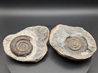 Dactylioceras Ammonite  positive negative  - Whitby  England