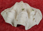 Large 9  Pounds Genuine Ocean Fluted Giant Clam Shell Tridacna Gigas 16    X 10 5   