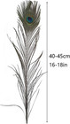 10pcs Long Natural Peacock Feathers 16-18 Inch For Tall Vases Home Decor Centerp