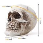 Realistic Human Skull Decor Statue Resin Skeleton Head Halloween Bone Prop