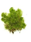 Super Sphagnum Moss 6 x9  Bag For Terrariums Orchids Reptiles Carnivorous Plants