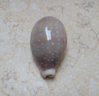 F Cypraea Camelopardalis  Red Sea Shell Large Size  Lyncina  F     F    79 7 Mm