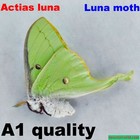 Luna Moth   Saturniidae  Actias Luna   Usa   insects Farm Production  Real Moth