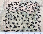 100 Exact Shark Teeth Florida Bulk Lot Tiger Great White Tooth Fossil Beach Real