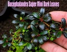 Bucephalandra Super Mini Dark Leaves Rare Buce Freshwater Aquarium Plants Aquati
