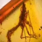 Unknown Fly   Leafhopper In Burmese   Burmite Amber Fossil   100  Genuine Amber