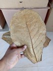 500g Larg Indian Catappa Ketapang Almond Leaves Tannins For Bettas  Aquarium
