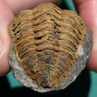 Rare Trilobite  Metacryphaeus Giganteus  Bolivia Devonian Trilobite Fossil