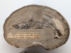 Split Pair Rhacolepis Fossil Fish  Cretaceous Santana  Brazil Matched Halves