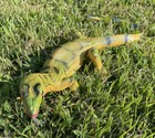 Monitor Lizard Replica - Young Green - Aaa Realistic Pvc