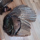 Wild Turkey Wings tail Fan Feathers Coyote Tail  Taxidermy Lot Fly Tying Arrows 
