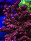 Pc Rainbow Acro Chunky Wysiwyg Live Coral Frag Lps Sps