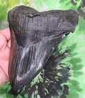 Megalodon Sharks Tooth 5 7 8  Inch A   Grade No Restorations Fossil Sharks Teeth