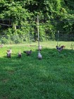 10    Eggs Pure Bred Black And  Blue Splash Jersey Giant Chicken Hatching  Eggs