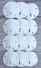 Sand Dollar - Real Sand Dollars 3  To 3 1 2   set Of 12  - Sand Dollar Shells   