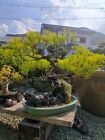 Bonsai Presentation Stone Very Hard Natural Japanese Stone