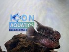 Live Freshwater Fish - Super Red Dragon Flowerhorn Srd  actual Fish From Photo 