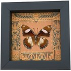 Real Egyptian Butterfly Hypolimnas Misippus Male Verso Framed Taxidermy Display