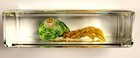 74mm Real Wrinkled Hermit Crab In Clear Lucite Resin Science Education Specimen