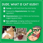 Organic Catnip By   Safe Premium Blend Perfect For Cats  Instilled With Maxim   