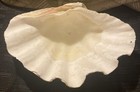Giant Clam Shell Tridacna Gigas  11  X 8   