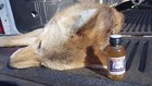 Predator-call Lure For Trapping And Hunting Coyote  Fox  Bobcat  Badger  Lynx 
