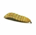 Black Soldier Fly Larvae - Live Soldier Worms Free Shipping