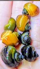 3 Live Assorted Brown   Gold Mystery Snails - Freshwater Aquarium Algae Eater