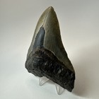 Megalodon Shark Tooth 4 47 Inch - Beautiful - Real Fossil - Natural Teeth 19628