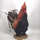 Vintage Domestic Chicken Rooster Taxidermy Bird Mount For Sale Pekin Bantam