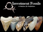 Great White Sharks Teeth - Double Display Stand - Real Wood Base