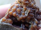 Botryoidal Fossil Coral Geode Fragment Ga Agate Amber Marine Specimen Wc36