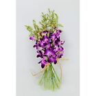 Dendrobium Sonia galaxy bombay Cut Orchids By The Box Of 7 Bunches