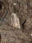 Fossil Hyneria Fish Tooth Devonian Era Rare Fossil
