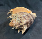 Volutidae Cymbiola Imperialis 149mm Zamboanga  Philippines 2014 - Dark Colors 