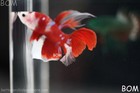 Live Betta Male Red White Fancy Koi Halfmoon Hm   Bom-374