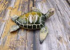 Green Sea Turtle Figurine Painted Resin  1 Turtle Approx  5  Inches Long  