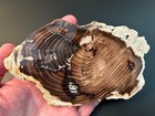 Oregon Opalized Petrified Wood Polished Specimen Round Heel Cut  12 18 Oz 