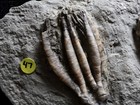 Cool Pairing Fossil Crinoids  Crawfordsville  In